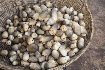 プサールー市場で売っていたフクロダケ