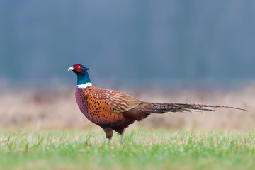 Walk the meadow in winter/Common Pheasant