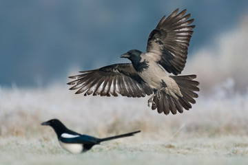 Hooded Crow/on the meadow