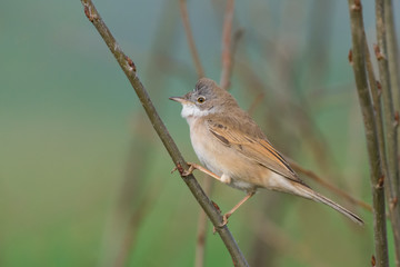 Sitting on a branch spring season/Common Whitethroat
