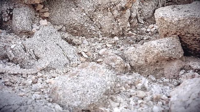 A rattlesnake slithers past the camera. The WHITE Southwestern Speckled Rattlesnake (Crotalus mitchelli pyrrus) exists only in a single mountain range. Amazingly camouflaged in the white granite.