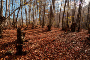 Wide View of Autumn Trees