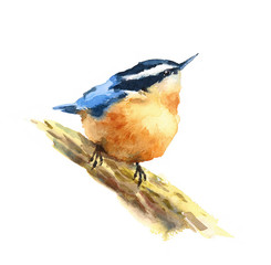 Watercolor Bird Nuthatch Looking Up Hand Drawn Illustration isolated on white background - 141831861