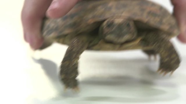 Pancake turtle in shell shy 