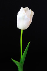 White tulip on a black background