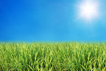 young rice field with blue sky and sunshine