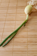 Closeup of a green onion