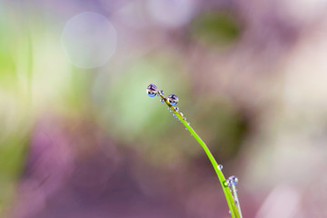 Fresh green grass with dew drops closeup. Nature Background