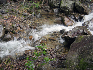 Siberian taiga in summer.