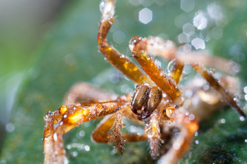 When the wind and insect Stains to adhere to the fiber of spider.
