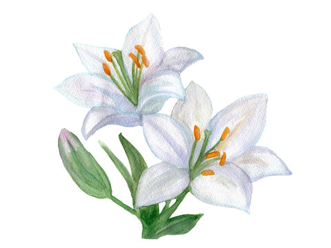 Beautiful White Lily. Watercolor Illustration.