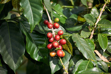 Fresh coffee beans on branch of coffee tree