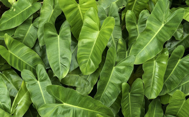 Green leaves background pattern.