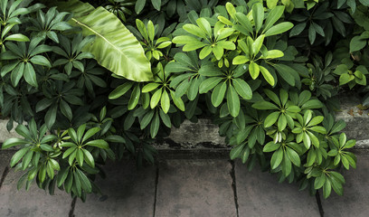 Fototapeta na wymiar Green leaves background pattern.