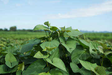 Sweet potato tree at farm