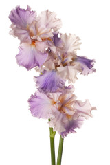 Fototapeta na wymiar iris flowers isolated