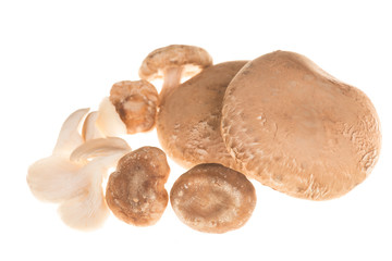 Variety of eatable mushrooms isolated on a white background