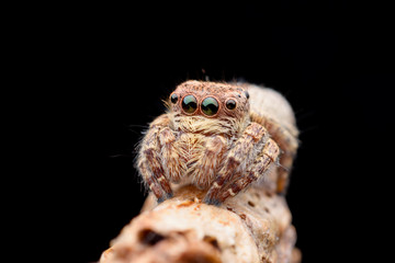 Super macro Jumping spider or Carrhotus sannio (female)