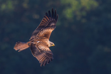 Red Kite/flight over the meadow