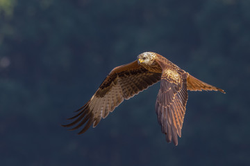 Red Kite/flight over the meadow