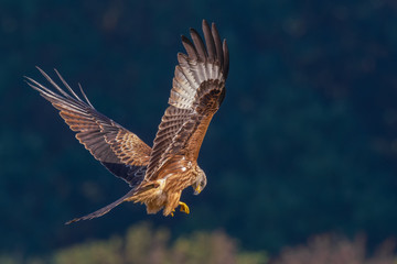 Red Kite/flight over the meadow