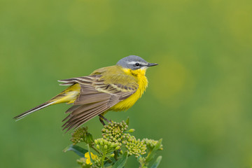 Yellow Wagtail/Spring