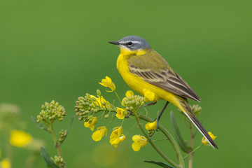Yellow Wagtail/Spring