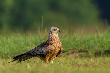 Red Kite/on the meadow