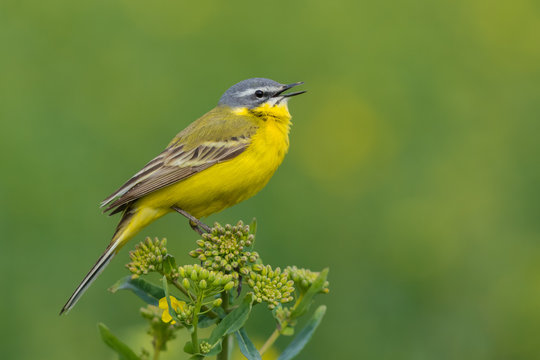 Yellow Wagtail/Spring