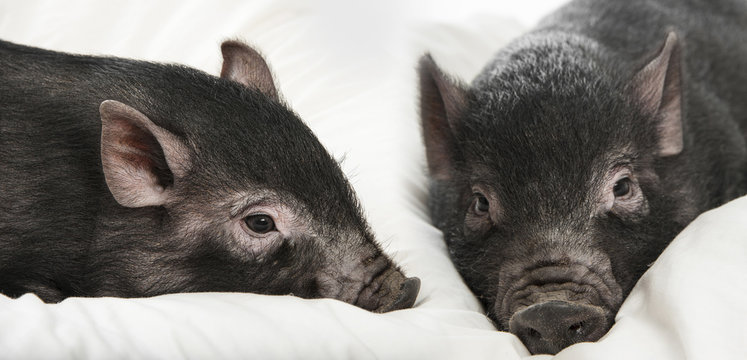 a cute little black pigs on a pillow