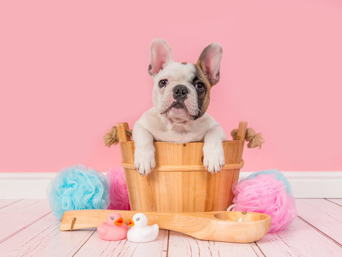 Cute french bulldog puppy in a wooden sauna bucket in a pink bathroom setting facing the camera