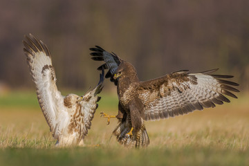 Fight in the meadow/Common Buzzard