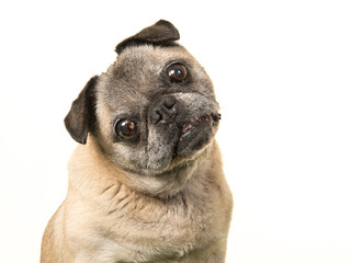 Portrait of a senior dog pug facing the camera and tilting its head on a white background