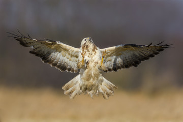 Fight in the meadow/Common Buzzard