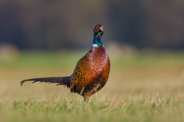 Walk the meadow in winter/Common Pheasant