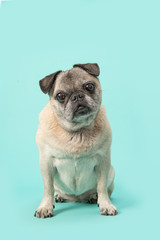 Cute sitting senior pug facing the camera on a mint blue background