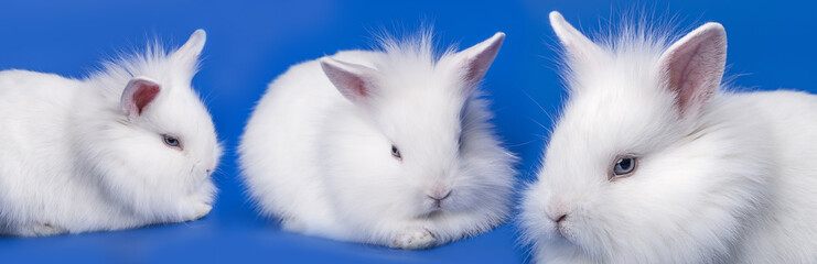 white rabbits on a blue background