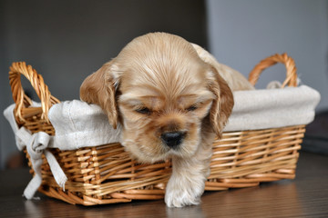 american cocker spaniel puppy in the basket