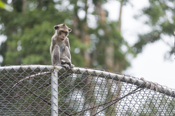 monkey with cage