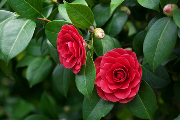 Camellia japonica flowers - 141837041