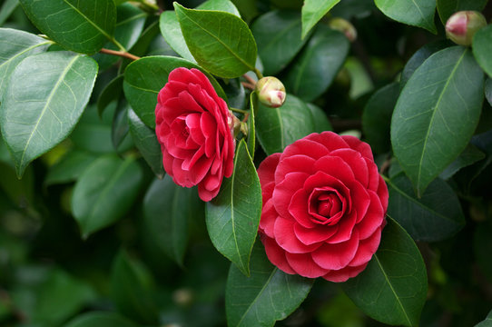 Camellia japonica flowers