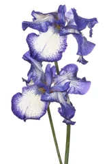 Photo sur Plexiglas Iris iris flower isolated
