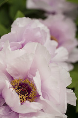 Peony flower detail close up