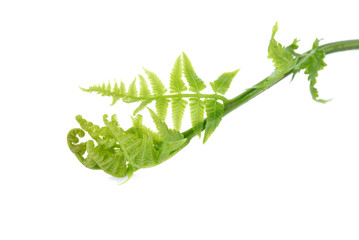 fresh vegetable fern or paco fern on white background