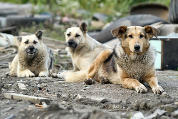 a pack of stray dogs - 141837874