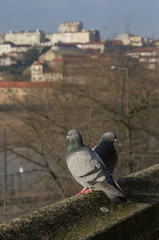 two pidgeons on the edge of a building