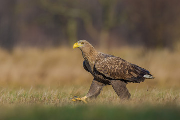 White-tailed Eagle/patrolling the meadow in the sun