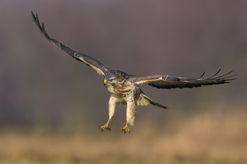 Common Buzzard/in flight over the meadow