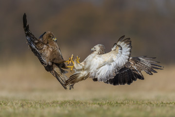 Common Buzzard/fight in the meadow