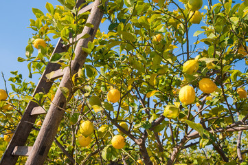 Lemon tree and wooden ladders during harvest season